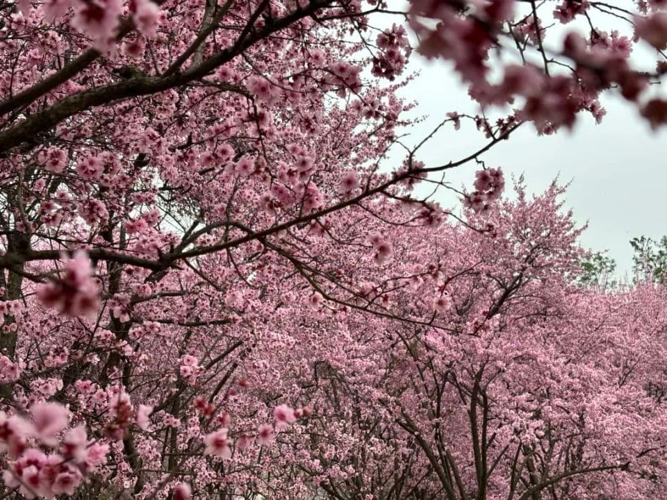 成都近期6大赏花好去处！