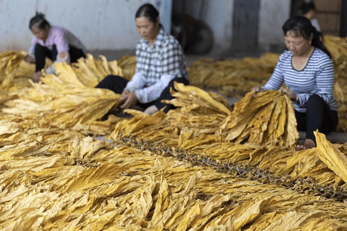 烟草的常见类型