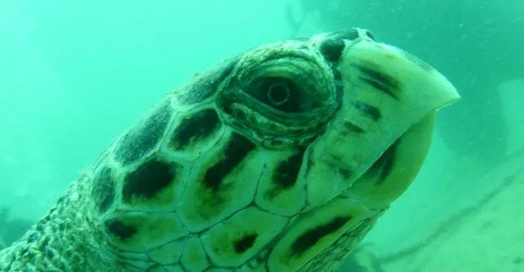 守护波斯湾生物多样性——卡塔尔海龟生存现状和挑战
