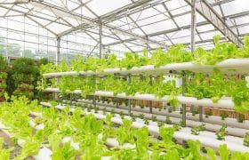 海藻肥区别：关于海洋生态与农业发展的关键因素