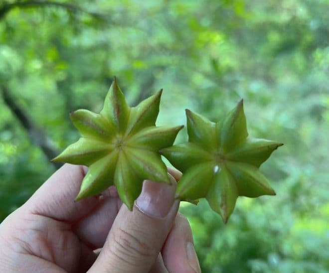 这野果形状奇特，有八个角，俗称“八角”，可以调味还可以入药！