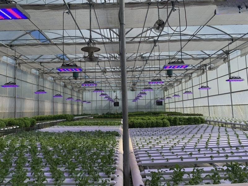不同植物对光谱的需求有何差异,如何根据植物种类选择补光灯光谱?