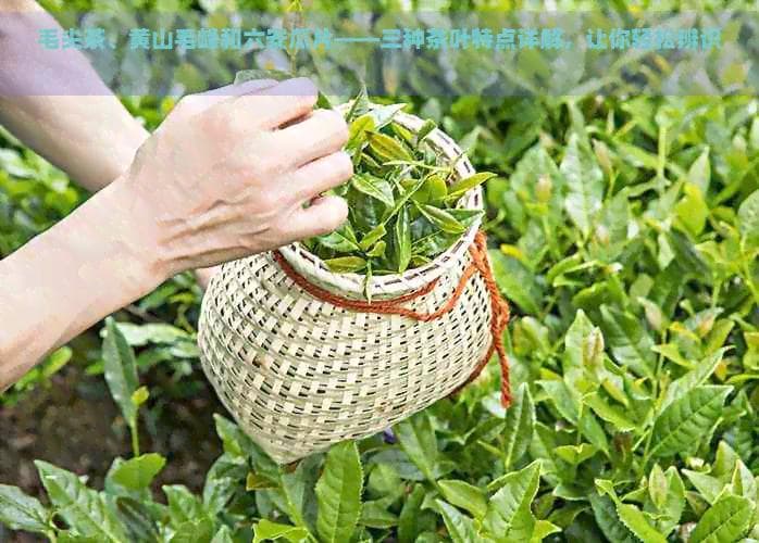 毛尖茶、黄山毛峰和六安瓜片——三种茶叶特点详解，让你轻松辨识“毛毛月”