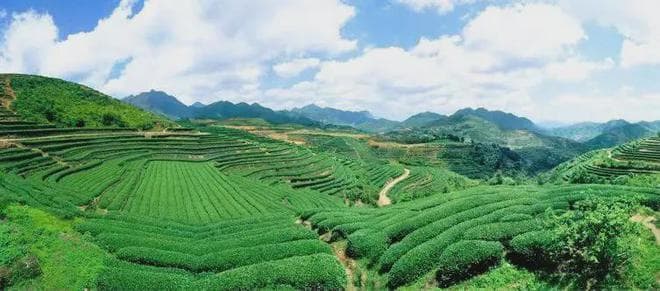 白芽奇兰是什么茶？