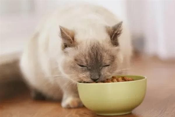 为什么要给猫咪换粮，可有效防止营养不平衡