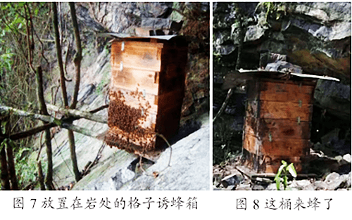 图说格子箱诱蜂：从制作到收蜂的全流程指南