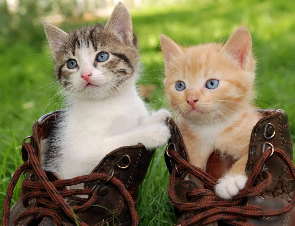猫的进化：它们如何接纳我们