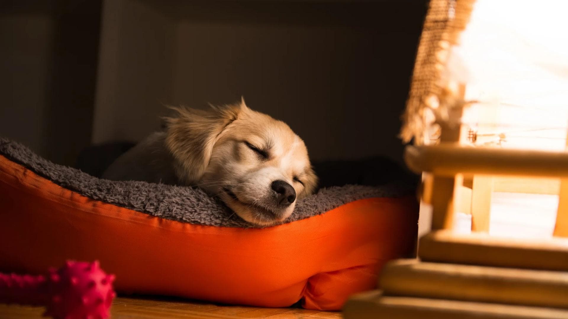 狗狗一天的睡眠时间有多久