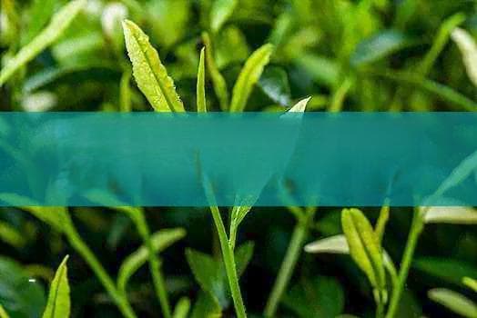荞麦茶不适合什么人喝：荞麦茶的禁忌人群及副作用