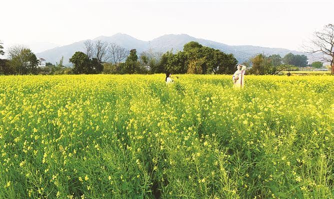 厦门市区和乡野的花事热闹 市民游客别错过最佳赏花期