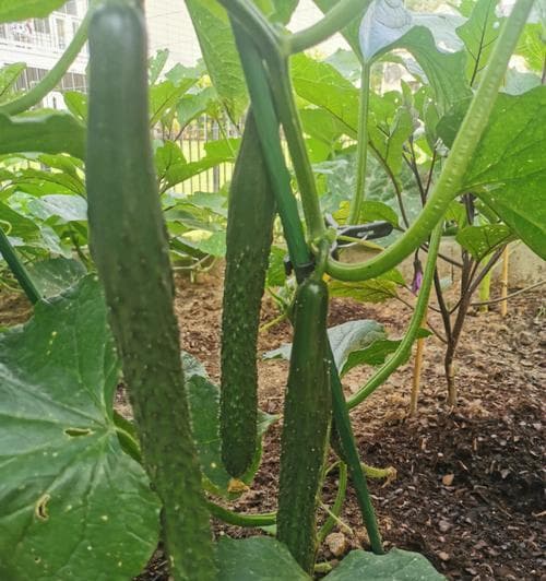 黄瓜植物的种类及生长习性（以番茄科黄瓜为例，了解其种类特征及培育方法）