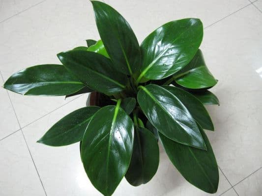 金钻植物养护全攻略：从土壤到施肥的全方位指南