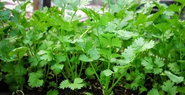 香菜适合什么季节种？香菜的最佳种植时间和季节是什么？