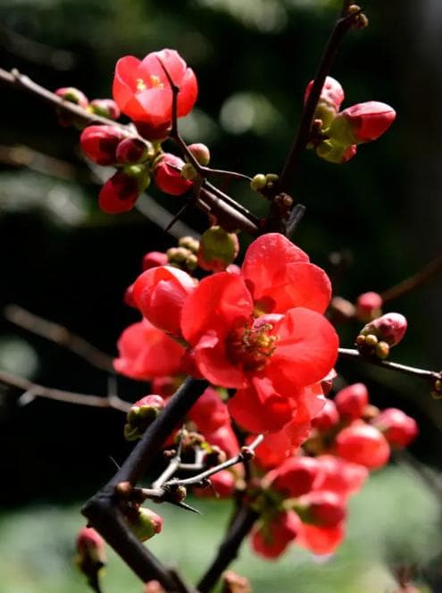 蓝妖：海棠花光长枝条开花少吗？做好这3点，年年花开满枝