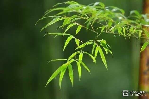 【春芽养生】春季芽菜的十大功效与十大食法