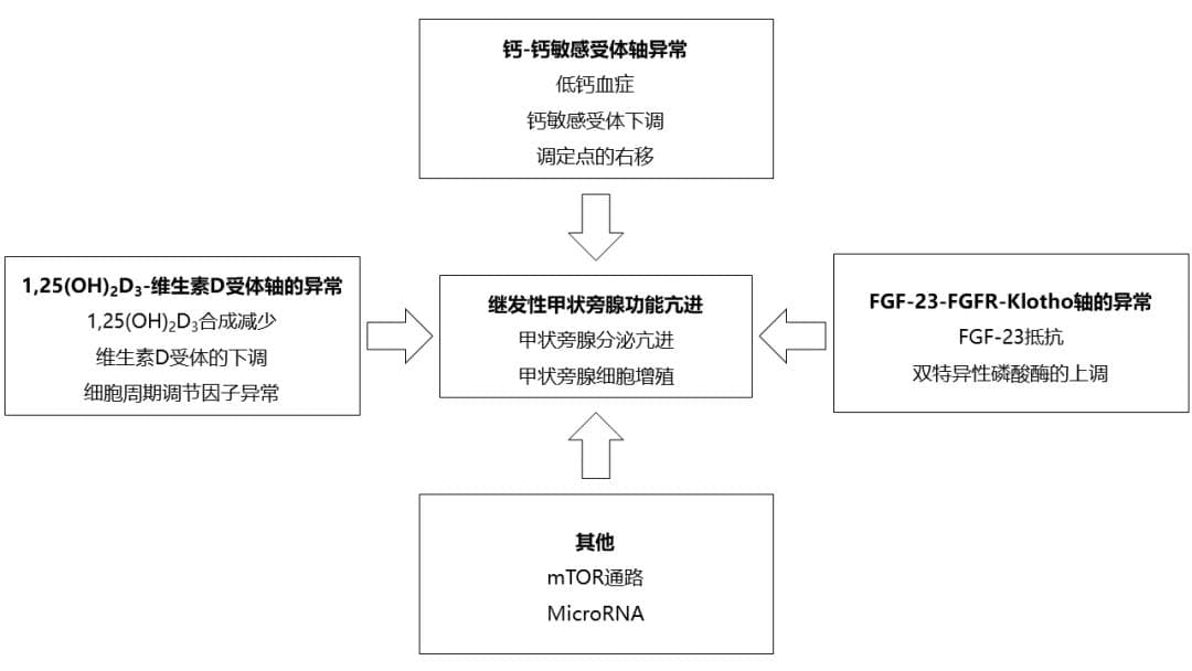 继发性甲状旁腺功能亢进及其疗法