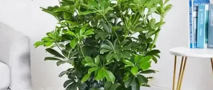 房间干燥别愁！养这 5种花，“天然加湿器”之名当之无愧，养花人都懂
