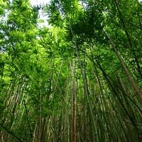 含有无的四字成语（无的四字成语）