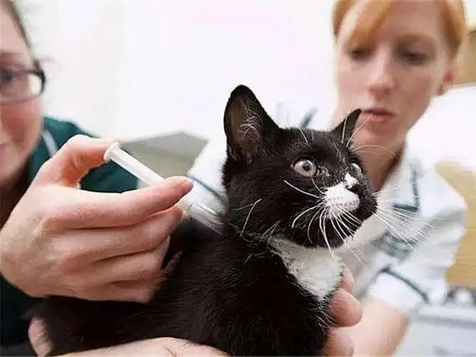 小猫驱虫全攻略：时间、周期与注意事项大揭秘