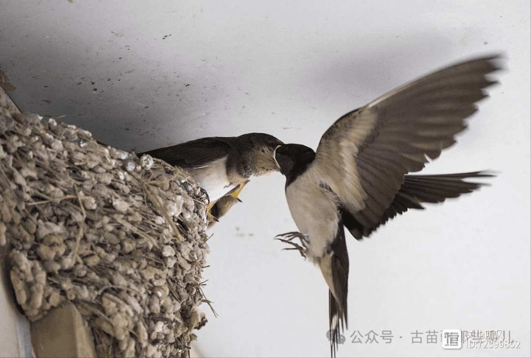 家里有蜜蜂来筑巢，是好事，还是坏事？有什么说法？