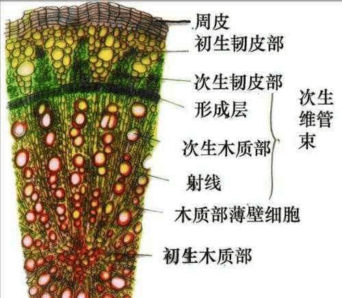 韧皮部：植物体内的“物流系统”