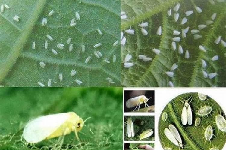 迎战寒冬：高效策略防治冬季温棚白粉虱
