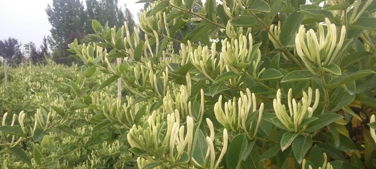 金银花施肥全攻略（掌握关键，让金银花生长更健康）