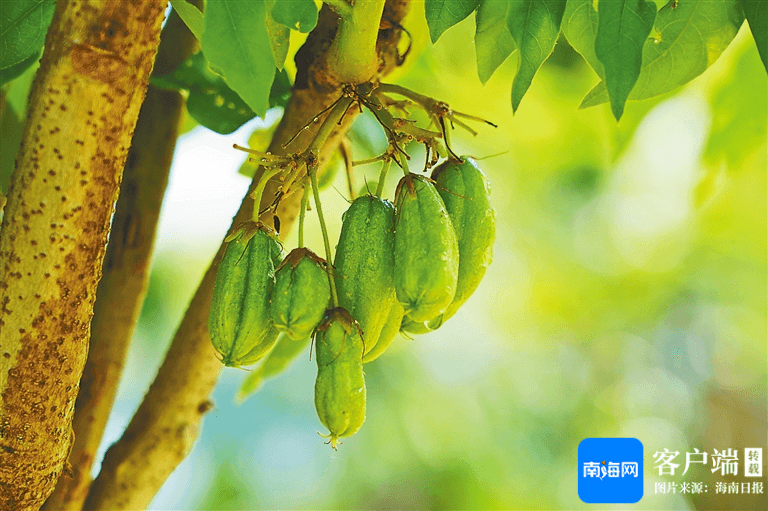 雨林奇观：老茎生花与老茎结果