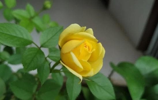 黄玫瑰怎么浇水最好？