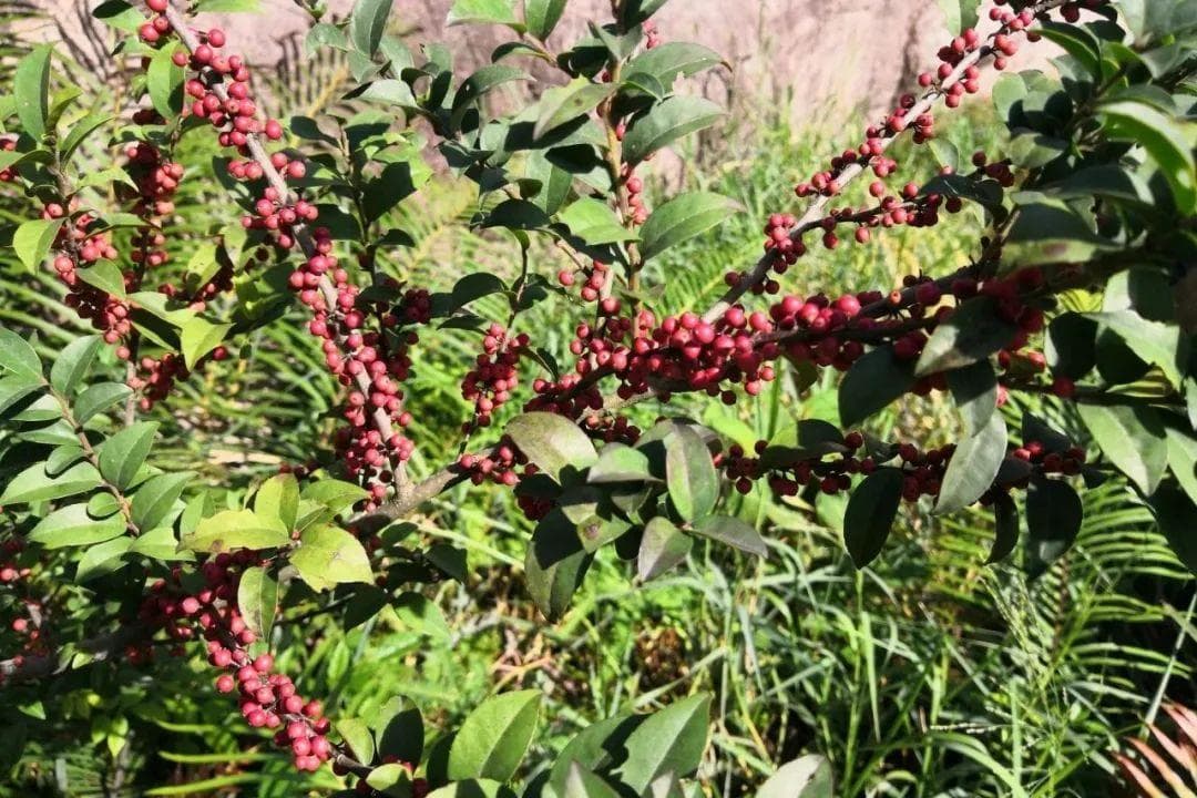 毛冬青：从药用到观赏，一种多功能植物的全面解析