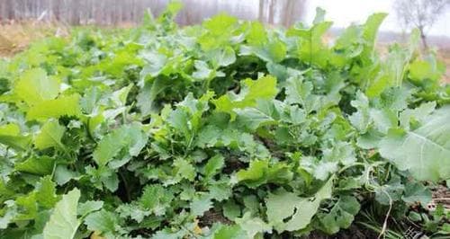 雪里红种植全攻略（时间、方法、技巧全解析）