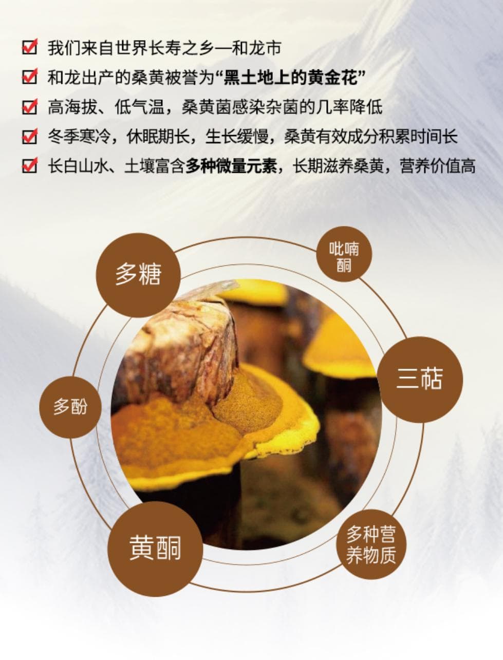 桑黄茶：秋冬养生的温润之选，增强免疫力有妙招