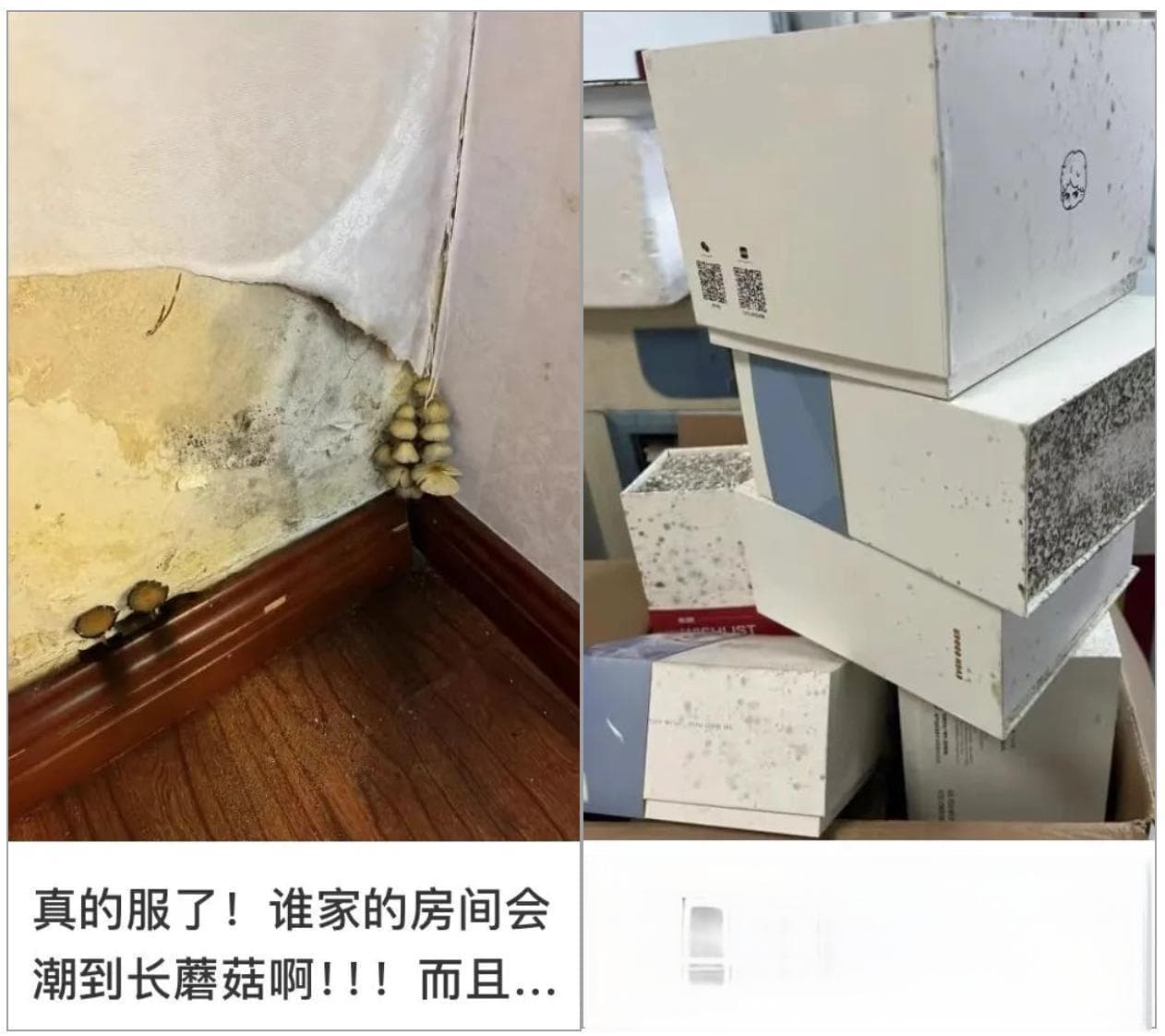 家里出现小霉点，是夏天最被低估的健康威胁