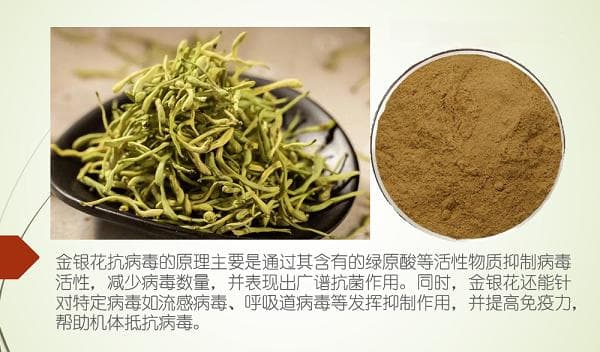 金银花抗流感机制：从活性成分到多重防护