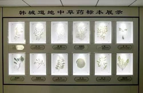 一缕药香 跨越古今——韩城市保护、传承和发展中医药文化工作侧记