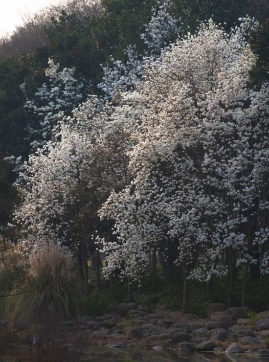 上海“市花”白玉兰绽放，这些点位可以观赏
