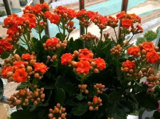 长寿花种植全攻略：从种植时间到养护技巧详解