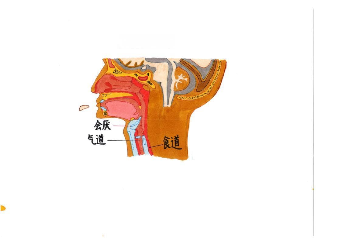 科普｜吞咽障碍不慌张 日常饮食有妙招