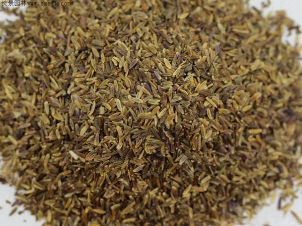 菊花适合碱性土壤吗？49种菊花品种推荐