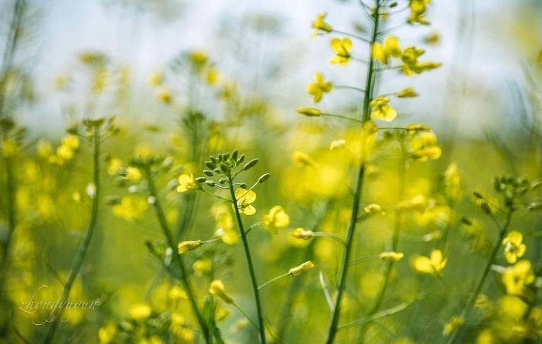 油菜花的花语：从加油奋斗到希望未来