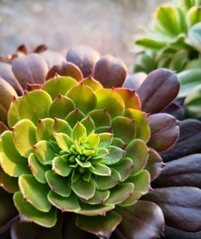 多肉法师怎么过冬？做好2点，颜色更鲜艳更美、植株茁壮旺盛