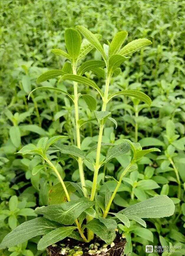 甜叶菊：从南美到世界的甜蜜使者