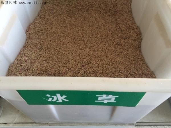 冰草种植指南：播种时间与方法详解