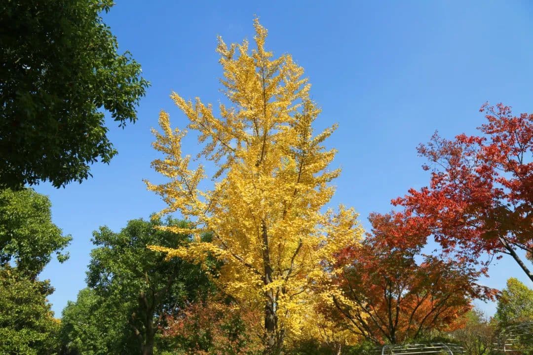 航拍视频+美图，多维度欣赏申城古树的秋日之美