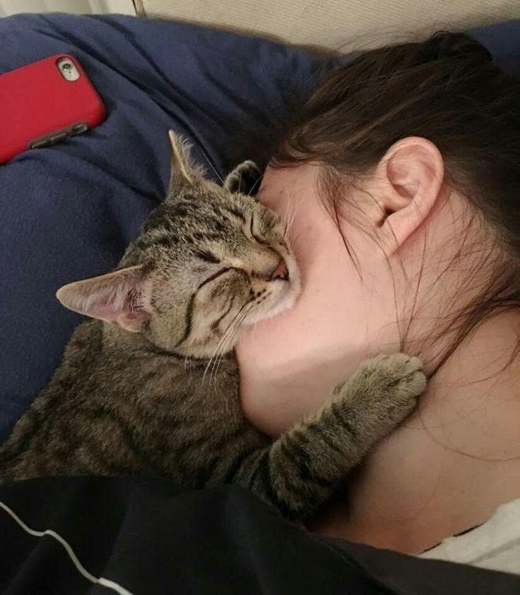 快速与猫咪拉近距离！8招人猫互动技巧，陪玩、梳毛、贴贴让感情瞬间变亲密