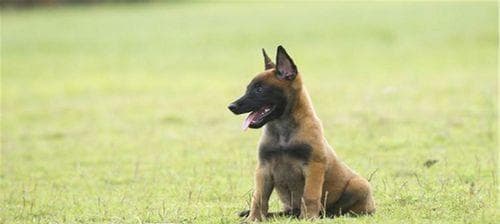 以马犬的标准体型及成长规律详解：从幼犬到成年的全方位养护指南