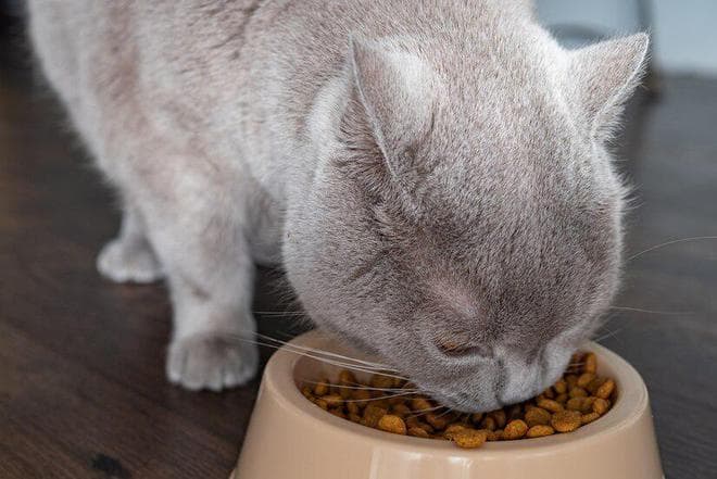 猫咪不肯吃猫粮？赶紧来试试以下这些办法吧！
