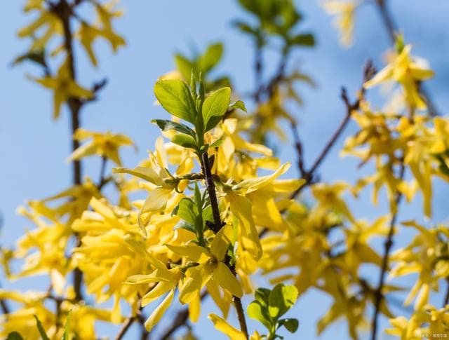 迎春与连翘的主要区别：形态辨识、花语寓意、文化及未来