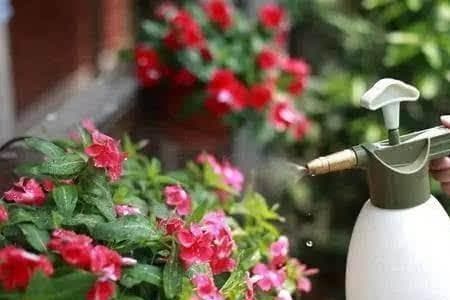 家庭绿植叶片清洁法：喷水、擦拭、干刷三招搞定
