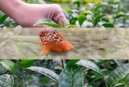 慢性咽喉炎患者的茶饮选择与护理建议